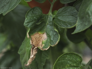 Ampia macchia necrotica situata all'estremità di un foglio di pomodoro e che si estende gradualmente verso l'interno del limbo. Sono visibili arabeschi concentrici. <b><i>Botrytis cinerea</i></b> (muffa grigia, muffa grigia)