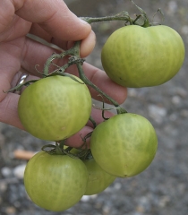 Sulle piante colpite da <b><i>Clavibacter michiganensis</i> subsp. <i>michiganensis</i></b> alcuni frutti possono essere venati. (cancro batterico, canker batterico)