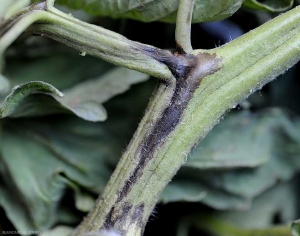 Brunimento longitudinale sulla colonna vertebrale di una foglia di pomodoro. <i><b>Pseudomonas corrugata</b></i> (mozzo nero, tomato pith necrosis)