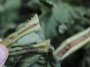 Brunimento e annerimento dell'epidermide e del midollo di un picciolo. <i><b>Pseudomonas corrugata</b></i> (mottera nera, tomato pith necrosis)