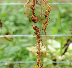 Dettaglio di un rosario di galle su radici di pomodoro. <b><i>Meloidogyne</i> spp.</b> 