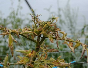 Le foglioline presenti su questo apice di pomodoro sono piccole, clorotiche e leggermente antociane. I pochi fiori formati sono sterili. <b><i>Candidatus</i> Phytoplasma solani</b> (stolbur)