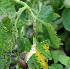 Lesioni brunastre e longitudinali su piccioli. <b><i>Xanthomonas</i> sp.</b> (gala batterica, spot batterico)