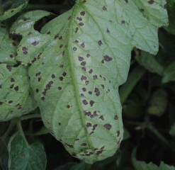 Aspetto delle macchie angolari di scabbia batterica sul lato inferiore di una fogliola di pomodoro. <b><i>Xanthomonas</i> sp.</b> (gala batterica, spot batterico)