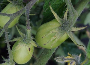 Alcune piccole macchie da marroni a nere tingono i sepali di questi due frutti verdi di pomodoro. <b><i>Xanthomonas campestris</i> pv. <i>vesicatoria</i></b> (gale batterica, spot batterico)