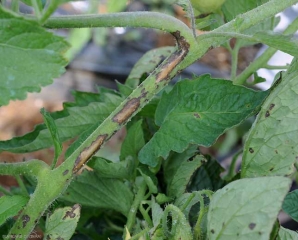 Ampie spiagge brunastre, longitudinali, causate da <b><i>Xanthomonas</i> sp.</b> su gambo di pomodoro. (gala batterica, spot batterico)