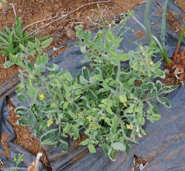 Pianta completamente colpita dal <b>virus delle foglie gialle in cucchiaio</b> (<i>Tomato yellow leaf curl virus</i>, TYLCV)