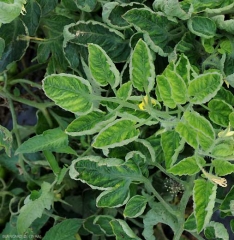 Foglie con ingiallimento inter-nervaire subito marcato e leggero avvolgimento. <b>Virus delle foglie gialle a cucchiaio</b> (<i>Tomato yellow leaf curl virus</i>, TYLCV)