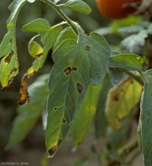 Giovani macchie da marroni a nere, più o meno arrotondate o talvolta angolari quando sono delimitate dalle nervature, su foglio di pomodoro. <i><b>Alternaria tomatophila</b></i> (alternariose, early blight)