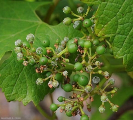 Un altro aspetto dell'eruttazione grigia sugli acini d'uva giovani.  <b> <i> Plasmopara viticola </i> </b> 