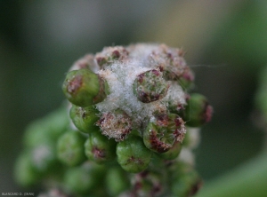 Particolare dei peli ipertrofici in una galla erinosa su un'infiorescenza di vite.  <b> <i> Colomerus vitis </i> </b>