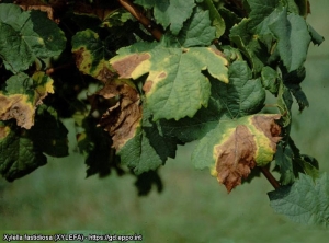 Diverse foglie di questa vite sono parzialmente appassite (<i> <b> Xylella fastidiosa </i> </b> - Morbo di Pierce) - Fonte: EPPO, M. Scortichini, Istituto Sperimentale per la Frutticoltura, Roma ( IT)