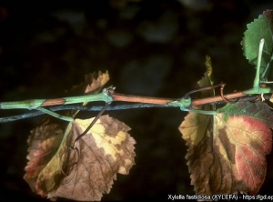 Le foglie sono ora completamente secche.  I rametti sono rimasti parzialmente erbacei.  (<i> <b> Xylella fastidiosa </b> </i> - Malattia di Pierce) - Fonte: EPPO, J. Clark, University of California, Berkeley (US)