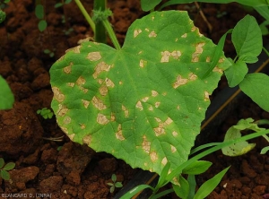 Corynespora-Concombre1