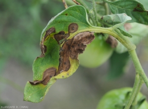 Corynespora-Tomate2