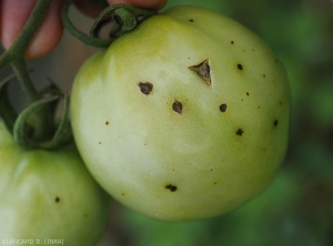 Corynespora-Tomate7