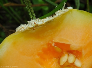 Sclerotium_Melon3