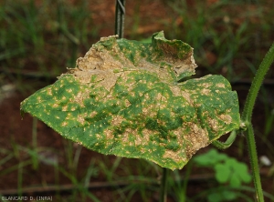 Corynespora-Concombre