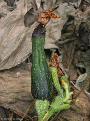 Pectobacterium-Courgette5