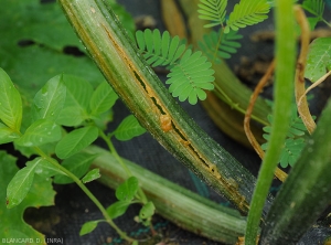 Pectobacterium-Courgette10