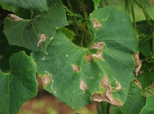 Lésions nécrotiques évoluées sur feuille de giraumon. Les taches ont pris une teinte brunâtre, leur centre est plus clair, leur périphérie chlorotique. <i><b>Colletotrichum orbiculare</b></i> (anthracnose)