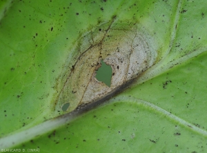 Une discrête moisissure noirâtre couvre les tissus lésés de cette feuille de chou. <i>Alternaria brassicicola</i> (alternariose)