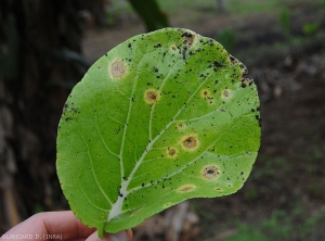 Détail de lésions d'alternariose sur feuille de chou. Notez la présence d'un halo jaune, et de motifs concentriques sur les tissus nécrosés. <i>Alternaria brassicicola</i> (alternariose)