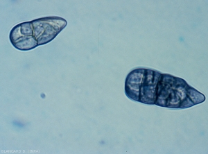 Stemphylium-solani2