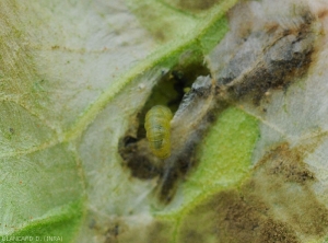 Larva di <i><b>Tuta absoluta</b></i> che emerge da una fogliolina.