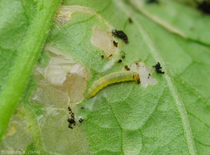 Aspetto di una larva di <i><b>Tuta absoluta</b></i> su una fogliolina di pomodoro.