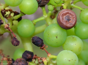 Acini d'uva con diversi livelli di attacco del marciume nero.  <i> <b> Guignardia bidwellii </b> </i> (marciume nero)
