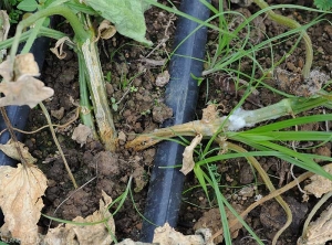 Après avoir envahit le système racinaire, un <i>Pythium</i> sp. s'est étendu au collet et à la partie basse de la tige. On peut constater la présence de son mycélium blanc aérien à certains endroits de la lésion humide. (Oomycètes)