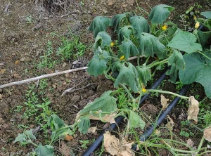 Les feuilles de ce pied de concombre flétrissent consécutivement à des lésions primaires survenues sur les racines et au collet. (Oomycètes)