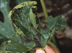 Plusieurs taches à plages brunes à noirâtres, nécrotiques, sont bien visibles sur cette jeune feuille de courgette. <i><b>Phytophthora capsici</b></i> (<i>Phytophthora</i> blight)