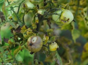 Mouche-fruits-tomate