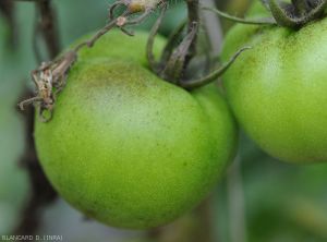 Aculops-Tomate