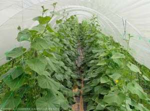 Concombre paillé et palissé. L'irrigation goutte à goutte permet aussi de limiter la propagation de certaines maladies foliaires.