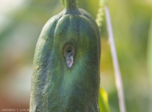 Dégâts observables après ponte de mouche des Cucurbitacées sur concombre. <b><i>Dacus ciliatus</i></b>.