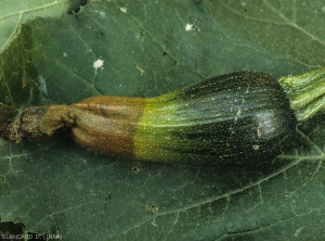 Comme sur le concombre, la courgette affectée présente une pourriture marron foncé et un pincement de l'extrémité du fruit. <i>Didymella bryoniae</i> (pourriture noire sur fruit, black rot)
