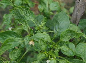 Plusieurs jeunes feuilles de cet apex de piment sont déformées et cloquées.  (<b>phytotoxicité</b>)