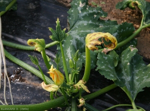 Phytotoxicite-courgette2