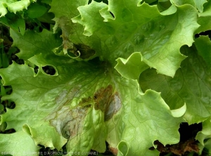 Une large tache s'est développée sur une feuille basse de ce pied de salade. D'abord humide, elle s'est nécrosée rapidement, les tissus ont pris une teinte verdâtre à brun grisâtre, tandis que certaines nervures présentent une couleur rougeâtre.  <i><b>Rhizoctonia solani</i></b>  (Rhizoctone foliaire - web-blight)