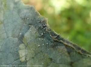 Des microsclérotes de  <i><b>Rhizoctinia solani</i></b> se sont formés sur le limbe de cette feuille de concombre.