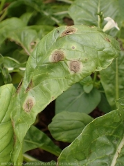 Taches sporulées d'alternariose sur feuille de navet. <i><b>Alternaria brassicicola</b></i>