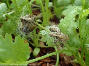 choanephora_coriandre