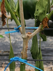 Lésion humide, gris beige sur tige de poivron.  Notez le flétrissement  de quelques feuilles situées en aval de la lésion. (<i><b>Sclerotinia sclerotiorum</i></b>)