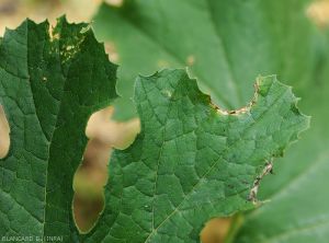 Acalymma-buvittula-Courgette2