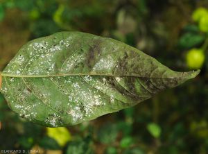 Aleurodes-Piment-Guyane3