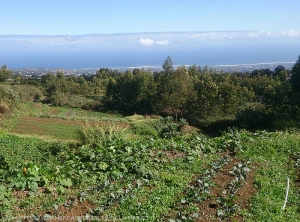 Maraîchage biologique dans les hauts du Tampon - La Réunion (+/- 1400 m d'altitude)