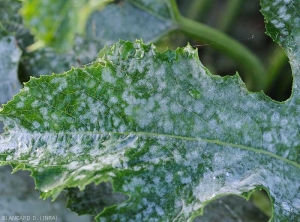 Oidium-Courgette